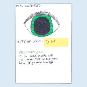 Human Eye Pupil Reaction Sheets craft activity