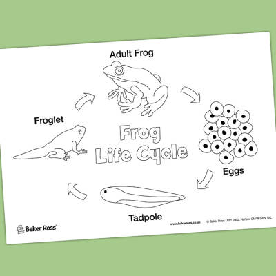 Frog Life Cycle craft activity