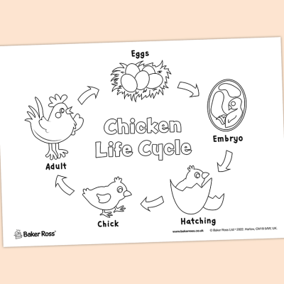 Chicken Life Cycle craft activity
