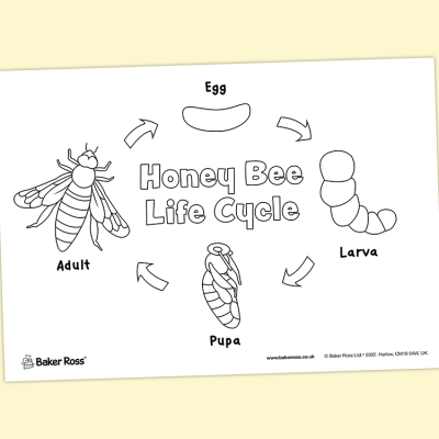Honeybee Life Cycle craft activity