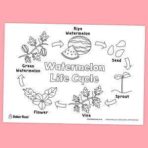 Watermelon Life Cycle craft activity